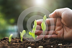 hand protection young corn plant in farm. agriculture concept photo