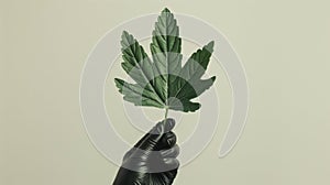 A hand in a protective glove holding a Giant Hogweed leaf in minimalist style