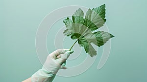 A hand in a protective glove holding a Giant Hogweed leaf in minimalist style