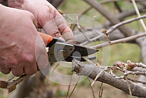 Hand with pruning shears