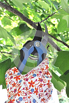 Hand Pruning Tree Branch