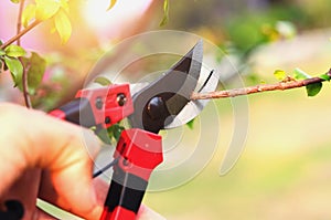 hand pruning tree and pruning shear in garden with sunset background