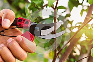 hand pruning tree and pruning shear photo