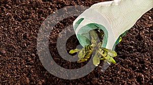 Hand pulling up dandelion weed