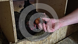 A hand pulls a fresh egg out under chicken in the coop. Two black clocking hens.