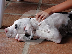 Hand through pumped white and black puppy german dogue