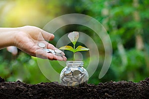 Hand Put money Bottle Banknotes tree Image of bank note with plant growing on top for business green natural background money savi