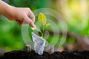 Hand Put money Bottle Banknotes tree Image of bank note with plant growing on top for business green natural background money savi