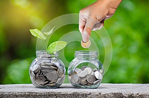 Hand Put money Bottle Banknotes tree Image of bank note with plant growing on top for business green natural background money savi