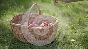 Hand puts apple in wicker basket.