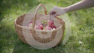 Hand puts apple in wicker basket.
