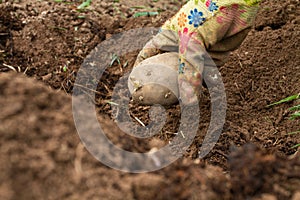 The hand puts a potato tuber in in the prepared soil