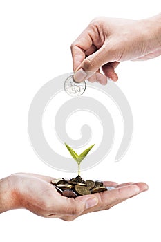 Hand putting a coin on seed with coin over white background