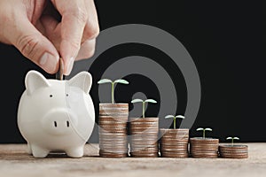Hand putting a coin in the white piggy bank with coin stacked and tree growing up on it, concept for business financial