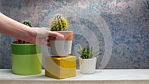 Hand putting down potted cactus on decorative on white shelf with succulent plant against old blue wall