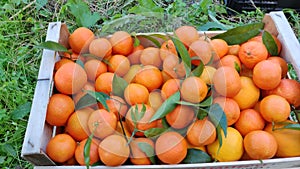 Hand putting mandarin in a wooden crate close up box with fruit. Man pick up tangerines, take fruit. harvesting . Oranges in