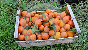 Hand putting mandarin in a wooden crate close up box with fruit. Man pick up tangerines, take fruit. harvesting . Oranges in