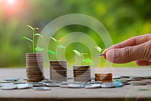 Hand putting money coin. Money coin stack growing graph with piggy bank saving concept. business finance and saving money