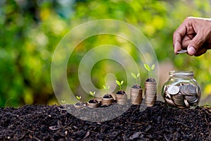 Hand putting money coins like growing graph,plant sprouting from the ground with green  background