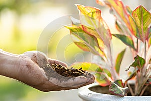 Hand putting used coffee grounds as fertilizer to the plant in the potted, Reusing and Environment concept photo