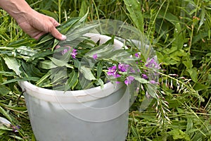 Hand putting willow-herb (Ivan-tea) in the bucket photo
