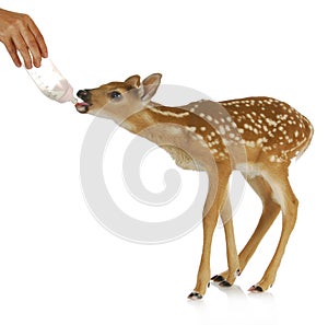 Hand raising fawn