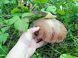 Hand reaches for mushroom boletus