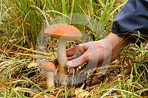 A hand reaches out to pluck an aspen mushroom growing in the forest. Mushrooms in the forest. Mushroom picking