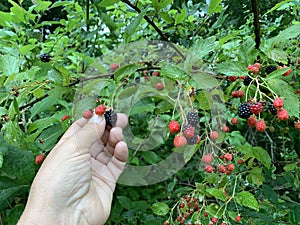 Hand reaches, Picking wild blackberries