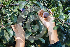 Hand reaches for prunes. Farmer harvesting