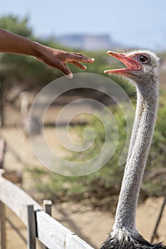 Hand reaching for ostrich