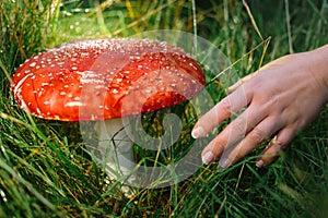 Hand reaching out for toadstool during mushrooming collecting season photo