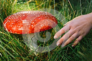 Hand reaching out for toadstool during mushrooming collecting season