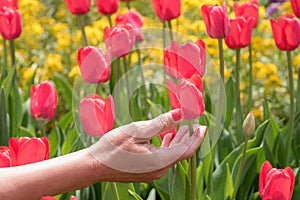 Hand reaching for red tulips