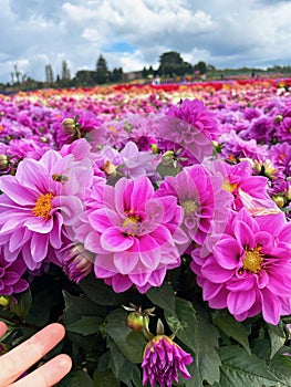 Hand reaching to touch flowers in field, close-up shot