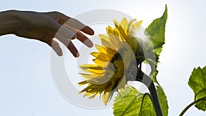 Hand reaching towards a backlit sunflower