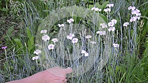 Hand reap nice white flower from the flower hump