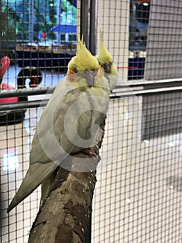 Hand reared cockatiels parrot birds.