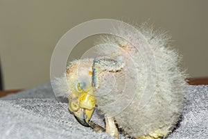 Hand-reared kea parrott nestling on a towell