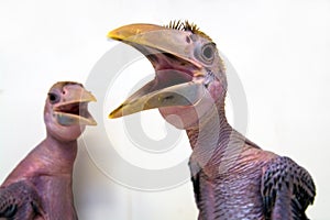 Hand reared and naked Papuan hornbills chicks