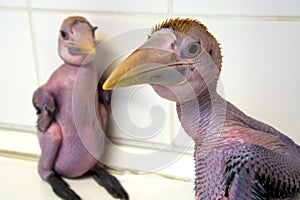 Hand reared and naked Papuan hornbills chicks