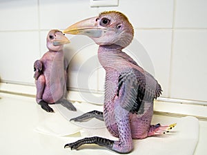 Hand reared and naked Papuan hornbills chicks