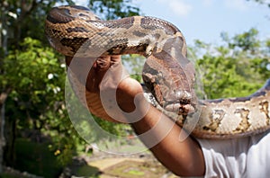 Hand-reared python