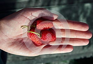 Hand with red raspberries.