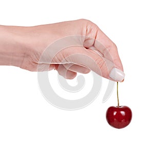 Hand with red ripe cherry with stem. Isolated on white background
