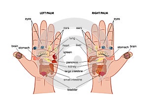 Hand reflexology chart