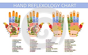 Hand reflexology chart with description of the corresponding internal and body parts. Palm and dorsal side