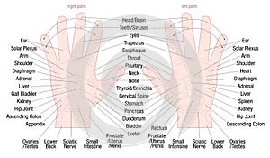 Hand Reflexology Zone Massage Areas Names