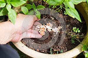 Hand releasing crushed egg shell onto soil as natural fertilizer