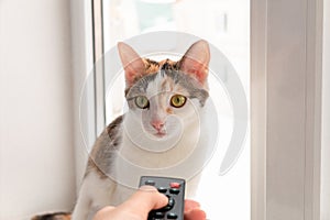 Hand with remote control, aimed at a cat. Cat control. Domestication of cats